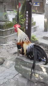 {ŌÂ̐_{gΏ_{hiޗǌVszj